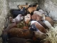 Oveja, Cameroon sheep — foto 1