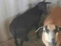 Bode, Cabras — foto 1