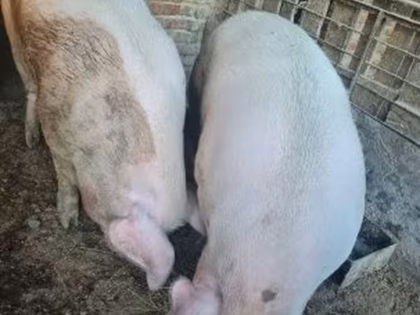 Cerdos (lote, sexo no especificado), Крупная белая