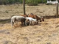 Kos, Cameroon sheep — 4. fotó