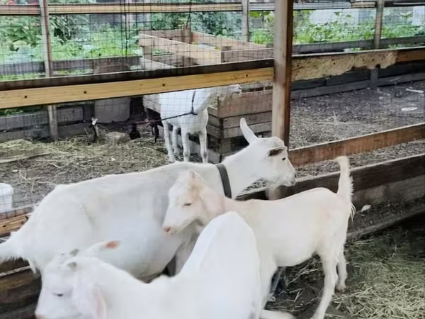 Goat, Goats