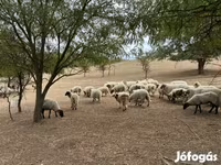 Billy Goat, Goats — photo 5