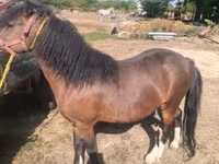 公马, Horses — 照片 4