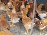 Chickens — फ़ोटो 3
