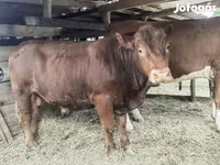 Bika, Limousin tehén — 6. fotó