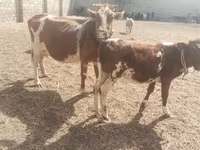 بقرة, Simmental cattle — الصورة 1