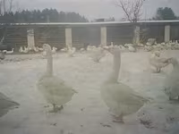 Cherry Valley — foto 2