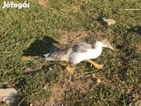 Ducks — الصورة 4