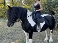 Kanca, Gypsy horse — 2. fotó