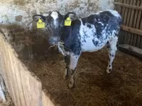 Cow, Holstein breed — photo 6