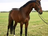 At, Thoroughbred horse — foto 1