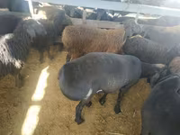Kos, Suffolk sheep — 3. fotó