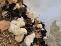Chickens — zdjęcie 5
