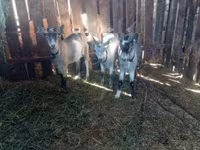 母山羊, Goats — 照片 1