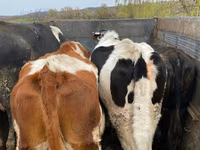 Touro, Russian Black pied cattle — foto 2