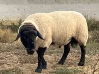 公羊, White Suffolk sheep — 照片 5