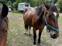 घोड़ी, Međimurje horse — फ़ोटो 2
