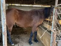 Caballo, Tatar horse — foto 1