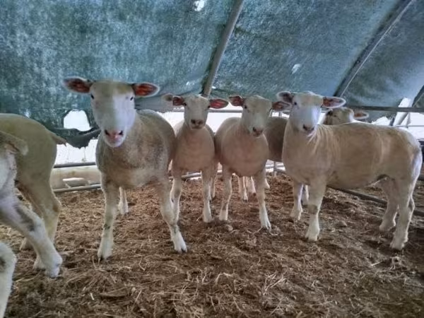 母羊, Ile-de-France sheep
