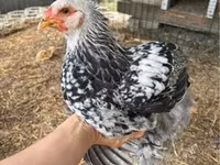 Brahma — photo 2