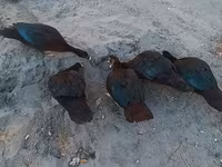 Ducks — foto 1