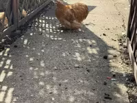 Pekin-Zwerg — Foto 1