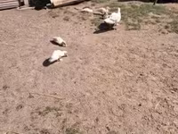 Ducks — photo 4