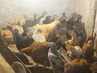 Guinea fowl — foto 4