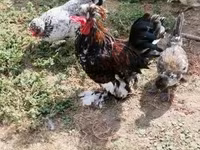 Chickens — zdjęcie 5