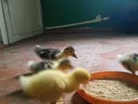 Ducks — zdjęcie 1