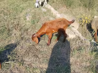 Cabras (lote, sexo no especificado), Cabras — foto 1