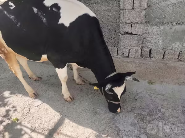 母牛, Russian Black pied cattle