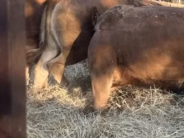 Krowa, Krowa limuzyńska — Węgry