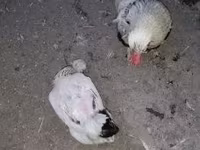 Chickens — 照片 1