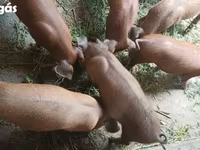 خنزيرة, Дюрок — الصورة 5