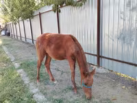 母马, Horses — 照片 7