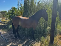 Hing, Lipizzaner — 5. fotó