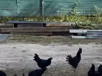 Ayam Cemani — 1. fotó
