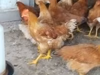 Chickens — الصورة 2