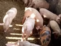 Schweine (Partie, Geschlecht nicht angegeben), Schweine — Foto 1