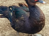 Ducks — Foto 2