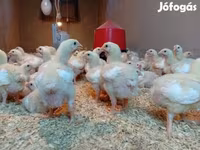 Chickens — الصورة 4