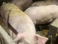 猪（批次，未指定性别）, Pigs — 照片 3