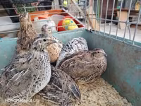 Quails — photo 2