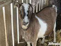 Goat, Goats — photo 2