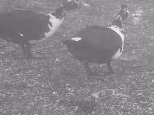 Ducks