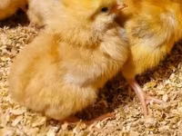 Chickens — photo 4