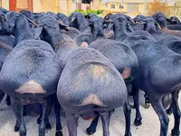 Kos, Baerchuke sheep — 2. fotó