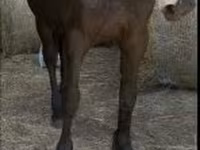 Hing, Friesian — 3. fotó