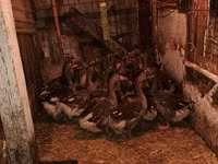 Geese — photo 3